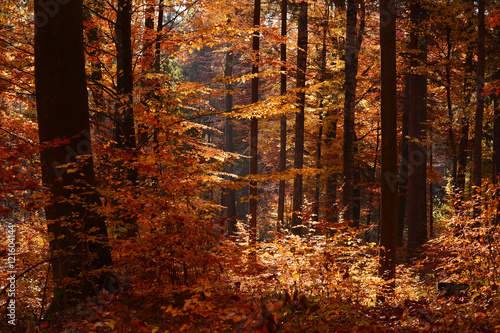 Autumn forest