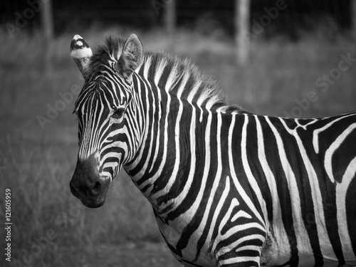 Zebra