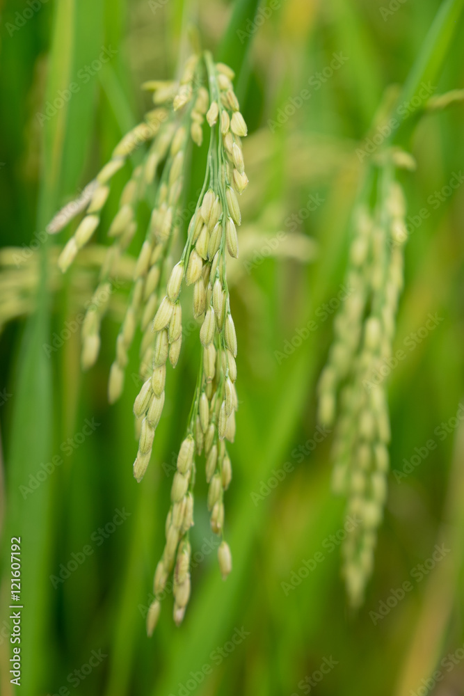 green rice close up