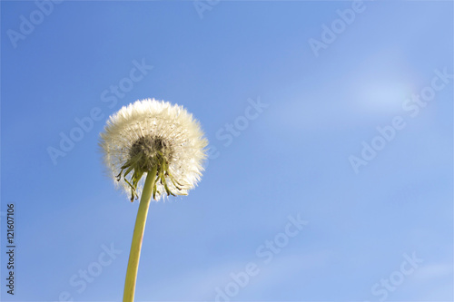 Dandelion flower on blue sky