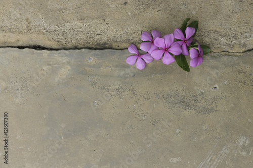 Plant growing through crack in pavement