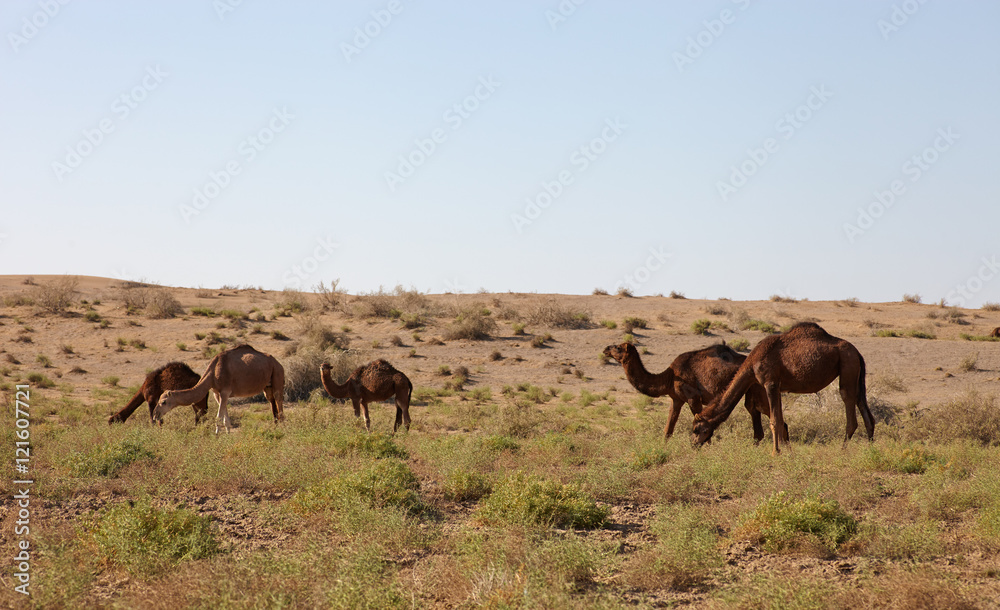 Camels in desert Camels in desert