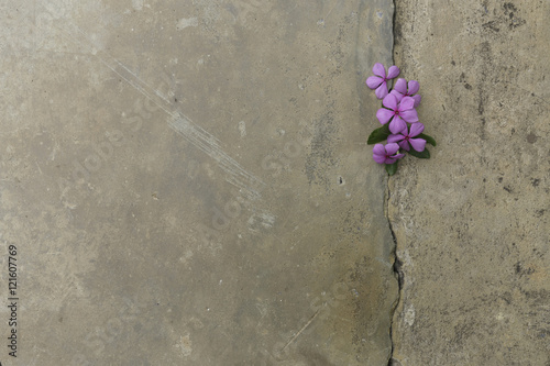 Plant growing through crack in pavement