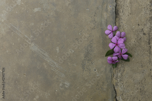 Plant growing through crack in pavement