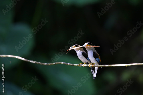 Couple silver-breasted broadbill	 photo