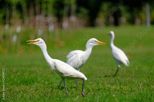 egret