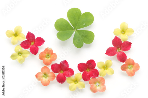 Cuadro en lienzo colorful kalanchoe flower and clover background