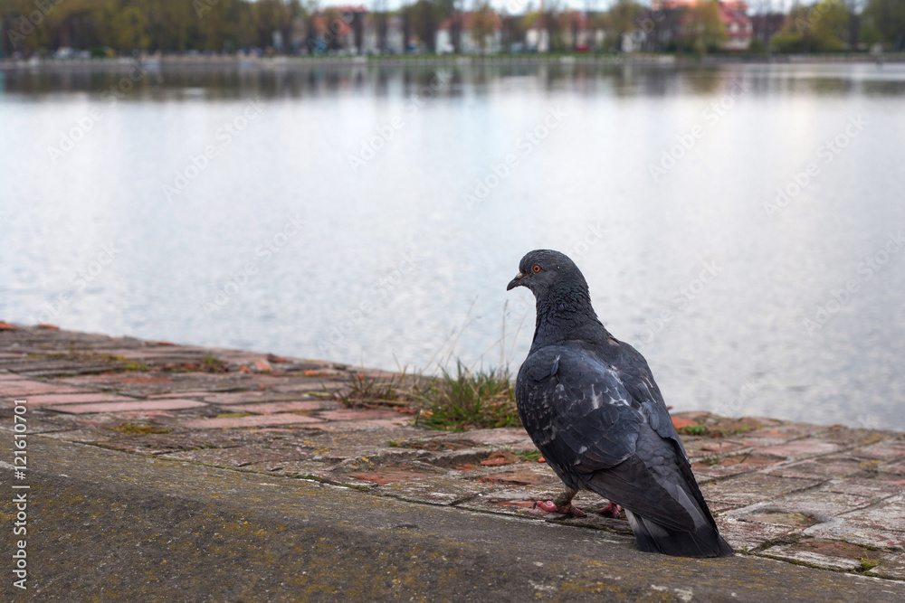 Obraz premium Lonesome pigeon on a brick wall near a pond.