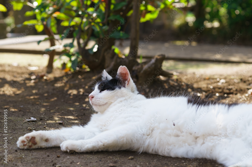 Fototapeta premium 猫