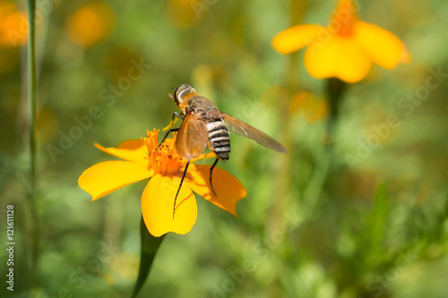 La mosca parada en la margarita amarilla va de flor en flor. © jesuschurion57