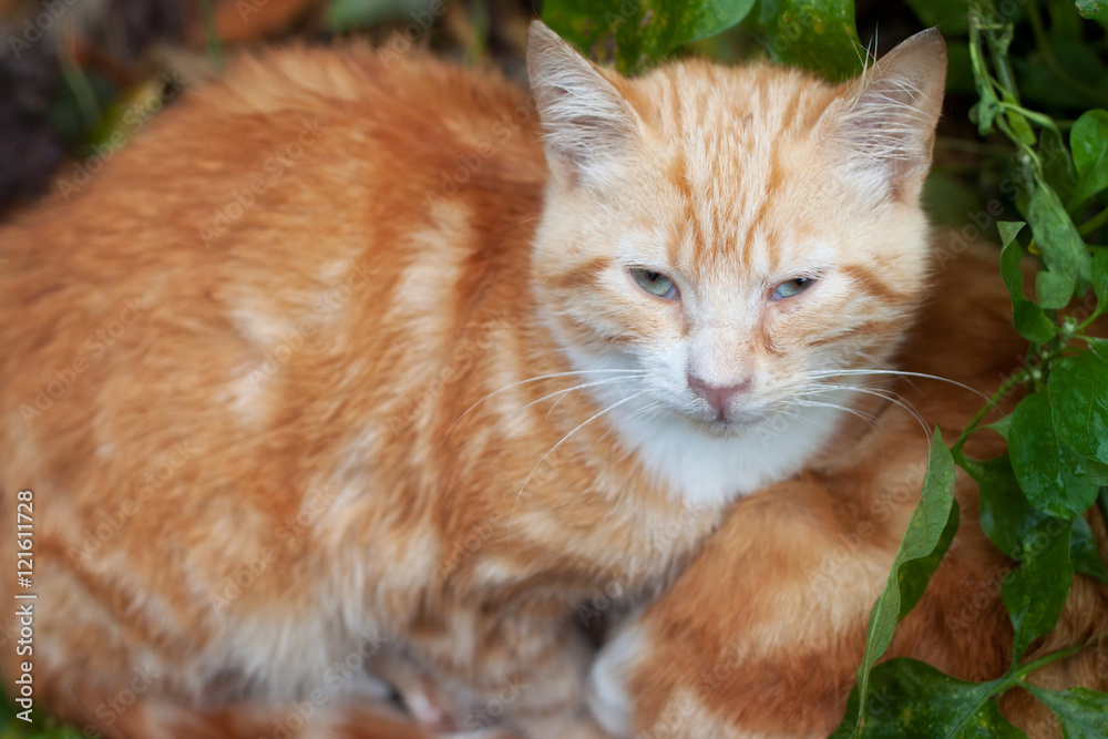 Ginger cat among green leaves. Ginger cat among green leaves.