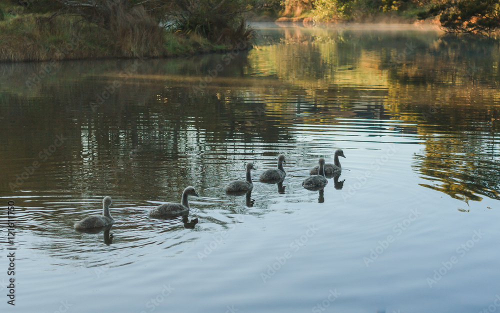 swan chicks swan chicks