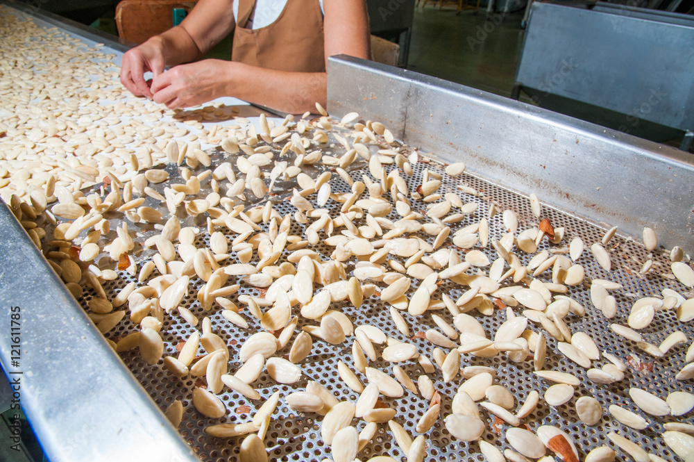 Shelled almonds in the carriage for the peeling process in a modern factory