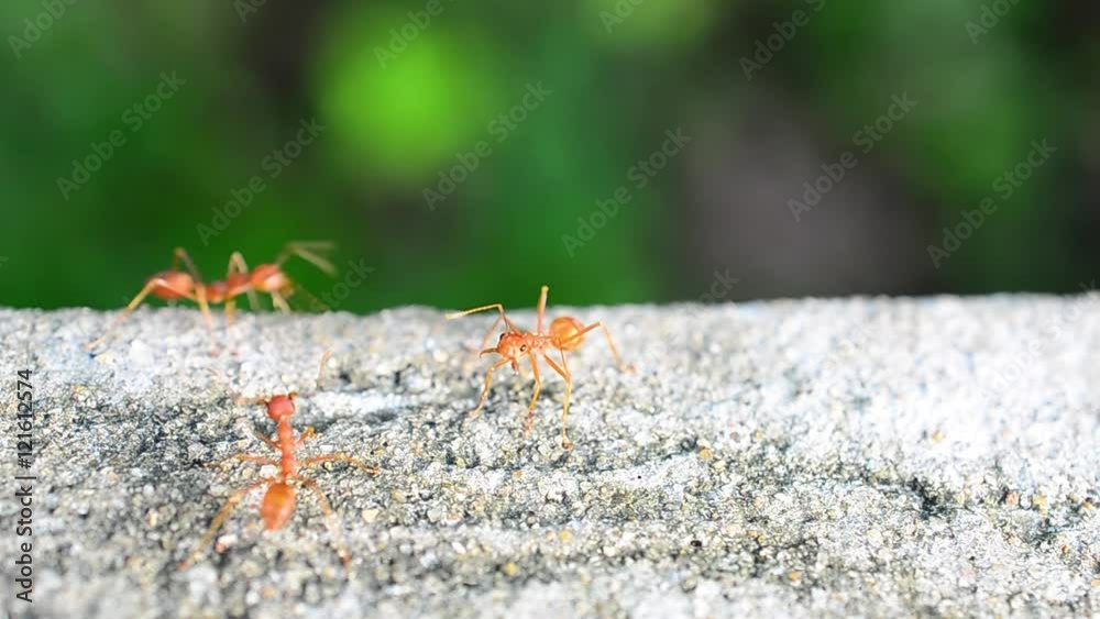 red ant