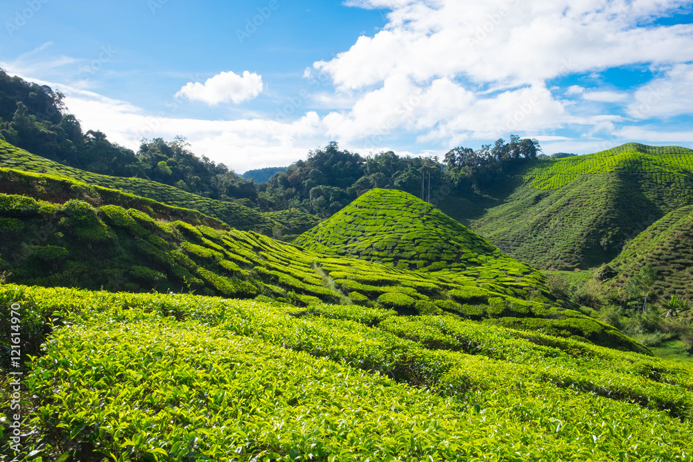 Slope green mountain of tea plantations with blue sky in Cameron