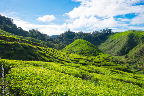 Slope green mountain of tea plantations with blue sky in Cameron
