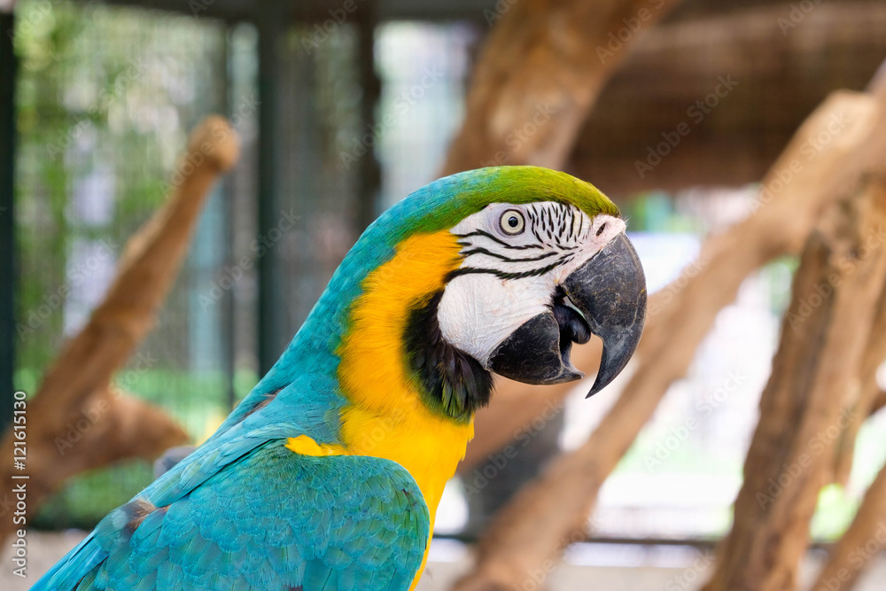 Close up of Blue-and-yellow macaw (Ara ararauna)