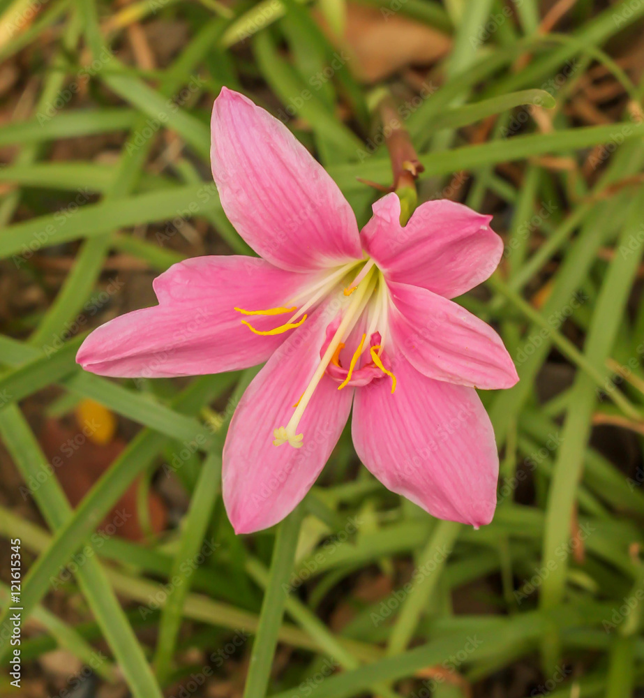 Single pink Rain Lily in the garden