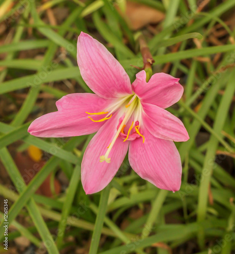 Single pink Rain Lily in the garden