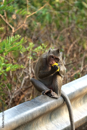 Canvas Print monkey eat flower