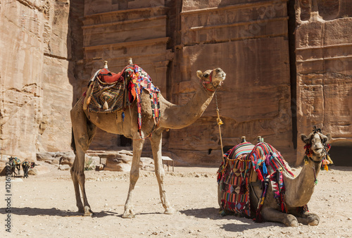 Camels near Royal tombs. Petra. Jordan.