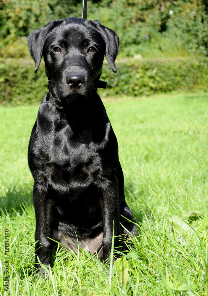 Young Black Labrador Dog