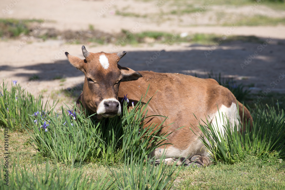 Horned cow grazing among wildflowers in spring. Horned cow grazing among wildflowers in spring.