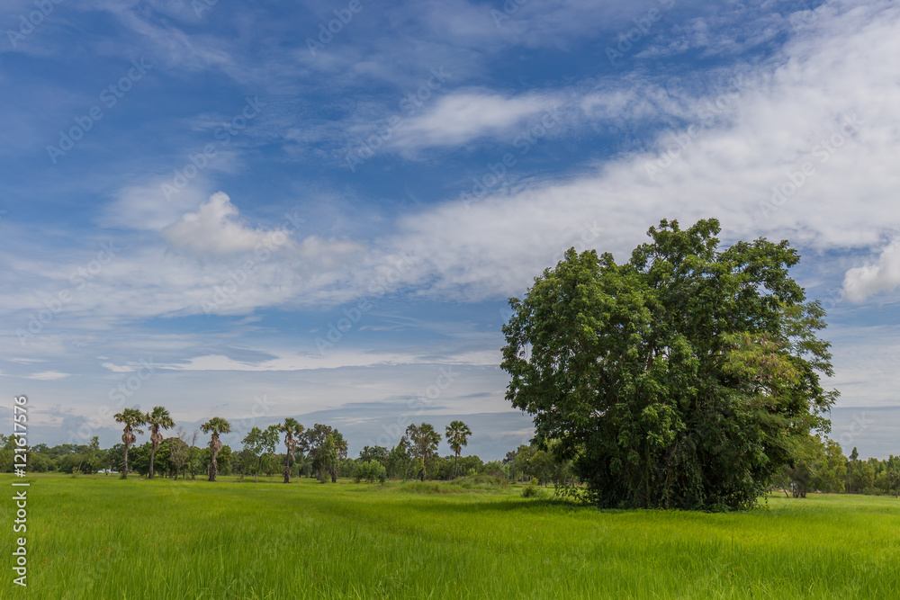 Big tree in Paddy jasmine rice farm with beautiful sky in Thailand