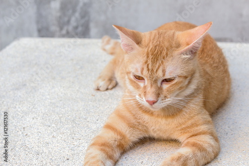 Принти на полотні Orange cat lying sideways looking ahead, Portrait cat