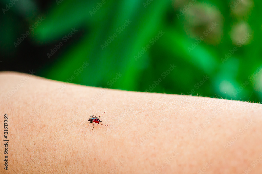 Obraz premium Photo of mosquito sucking blood.