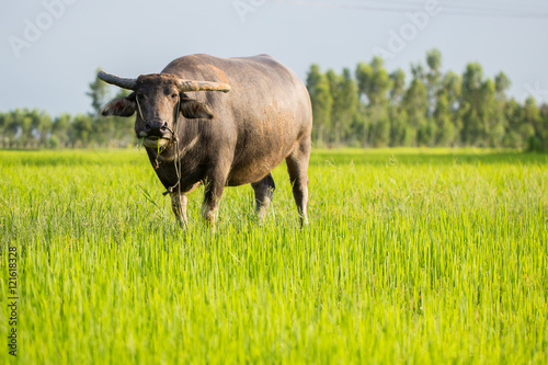 Fototapeta Naklejka Na Ścianę i Meble -  Asiatic buffalo standing on a grassy ridge eating it turned to the camera.