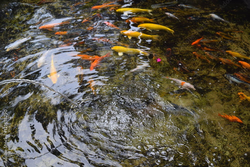 pond with many colorful koi fish pond with many colorful koi fish
