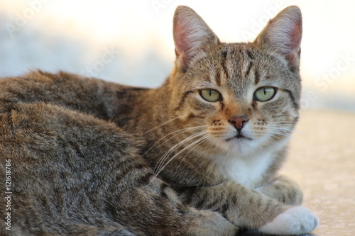 regard de chat