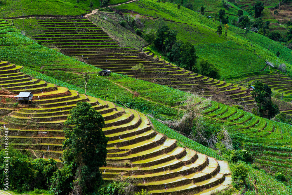 View landscape of Pa Bong Piang Chiang Mai in Thailand. View landscape of Pa Bong Piang Chiang Mai in Thailand.