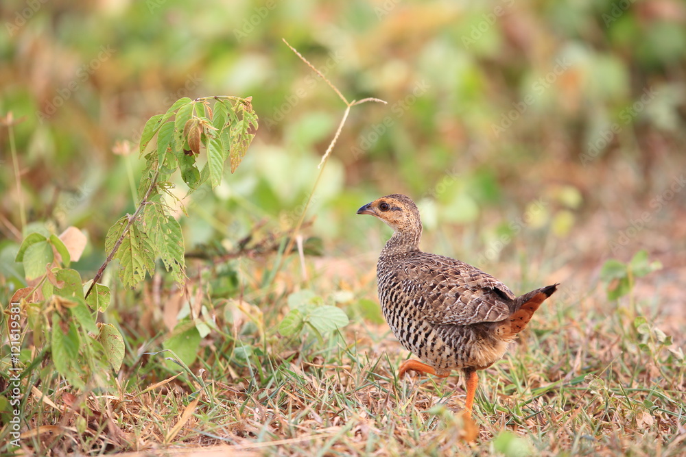 Chinese francolin (Francolinus pintadeanus) in Thailand
Chinese francolin (Francolinus pintadeanus) in Thailand