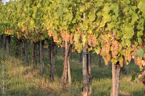 Vignetto di uva bianca Ribolla gialla photo