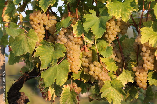 Grappoli d'uva - Ribolla gialla photo