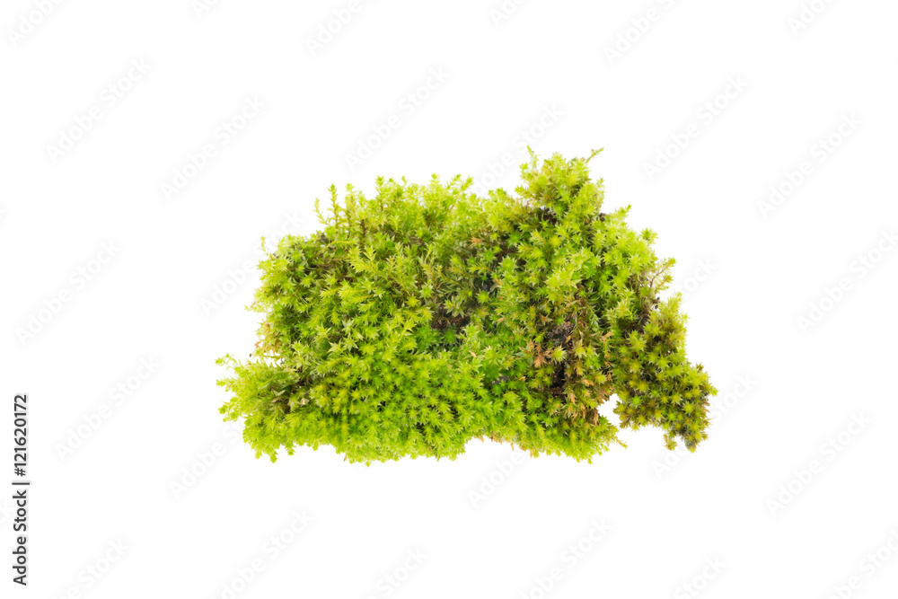 Green moss ,Bright green moss isolated on white background Green moss ,Bright green moss isolated on white background