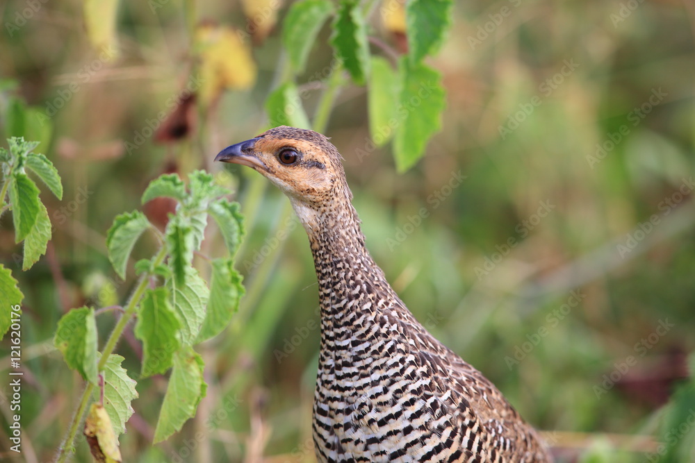Chinese francolin (Francolinus pintadeanus) in Thailand
Chinese francolin (Francolinus pintadeanus) in Thailand