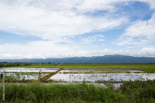 Green Ricefields