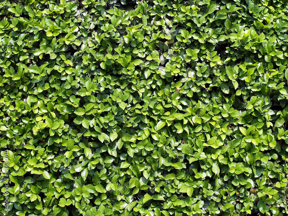 green leaf shrubbery texture background, greenery hedge fence with sunlight
