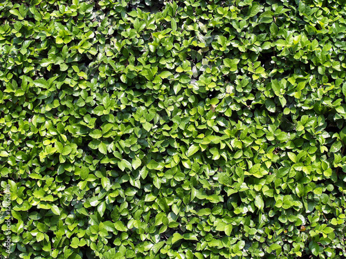Fototapeta green leaf shrubbery texture background, greenery hedge with summer sunlight