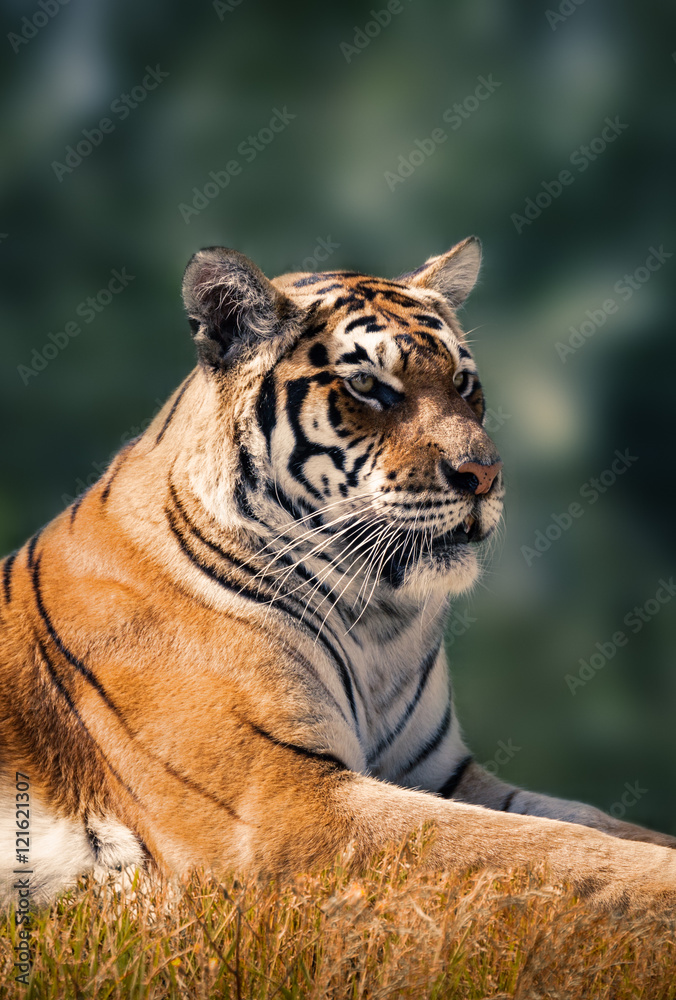 Naklejka premium Tiger