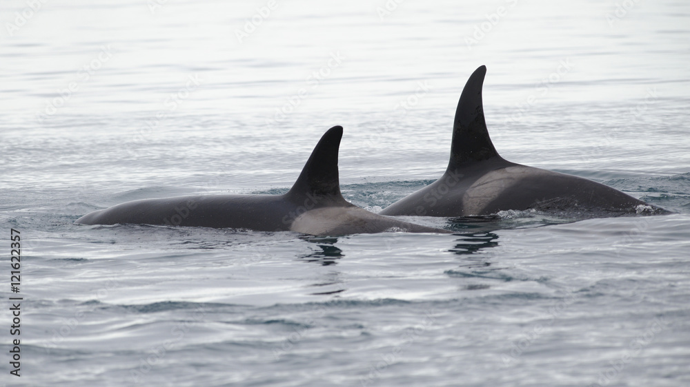 Naklejka premium Pod of Orcas, Iceland