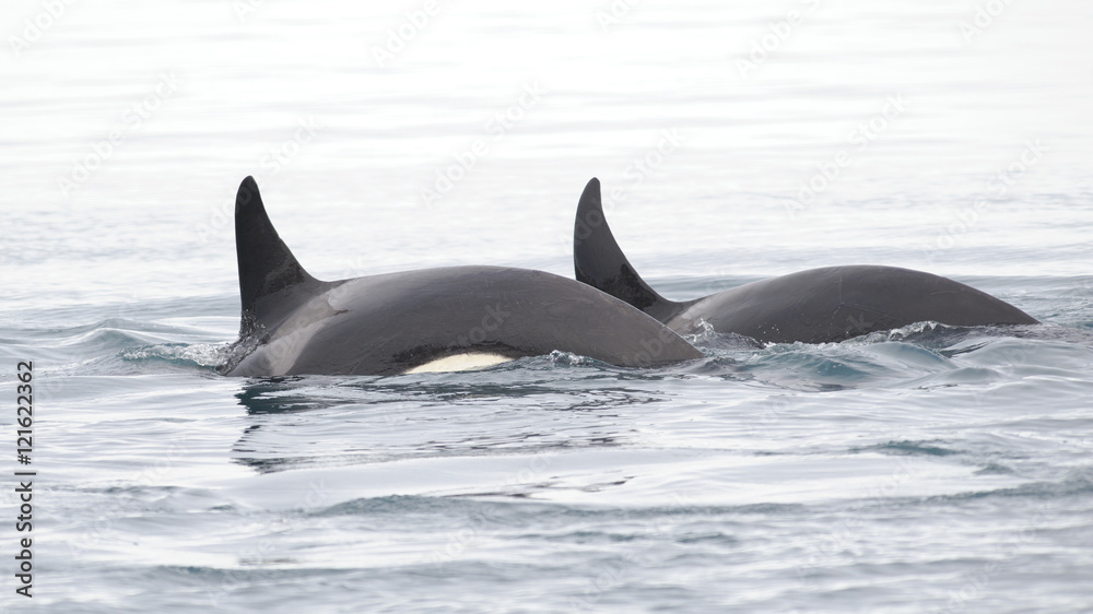 Fototapeta premium Pod of Orcas, Iceland