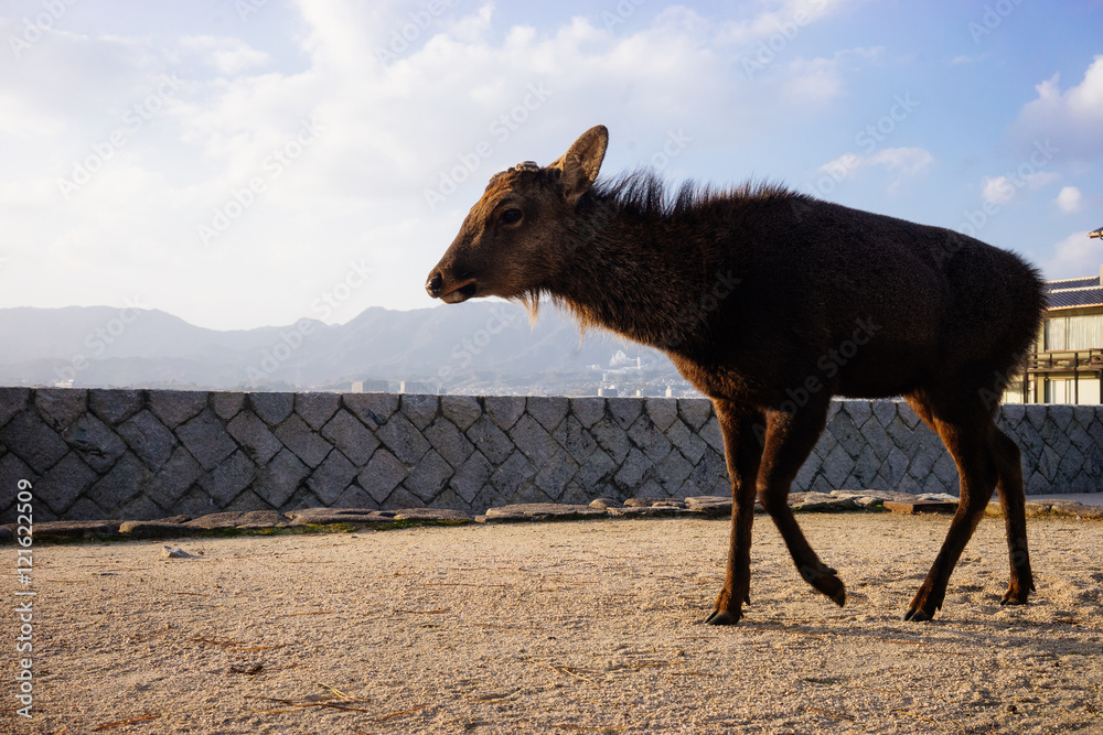 Fototapeta premium Deer on island beach in Japan