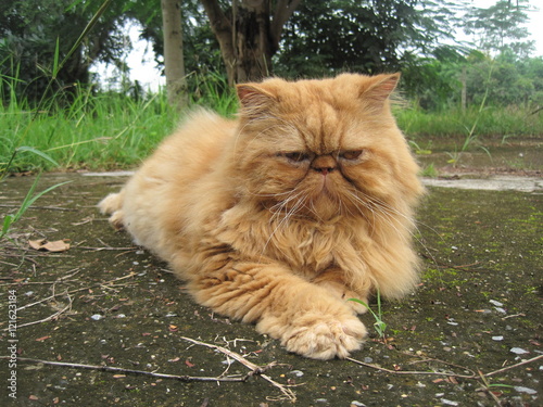orange cat  or presia cat