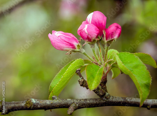 Red budding wild apple tree from close