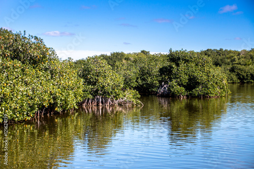 Mangroove jungle in central america wilderness
