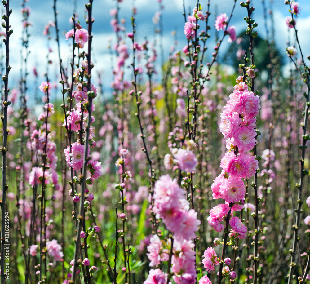Fototapeta premium Garden with flowers.
